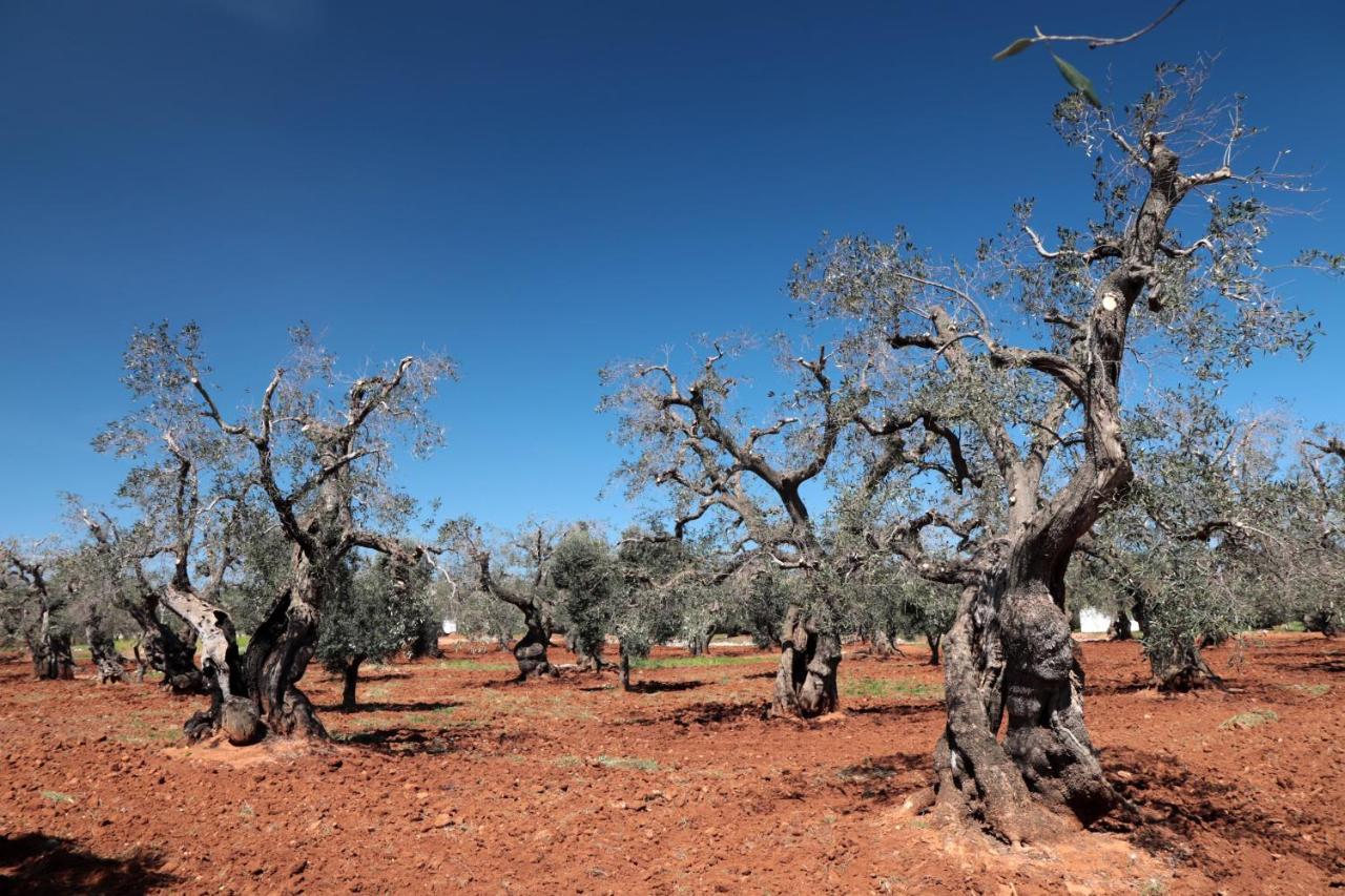 Masseria Conca D'Oro Ostuni Bagian luar foto