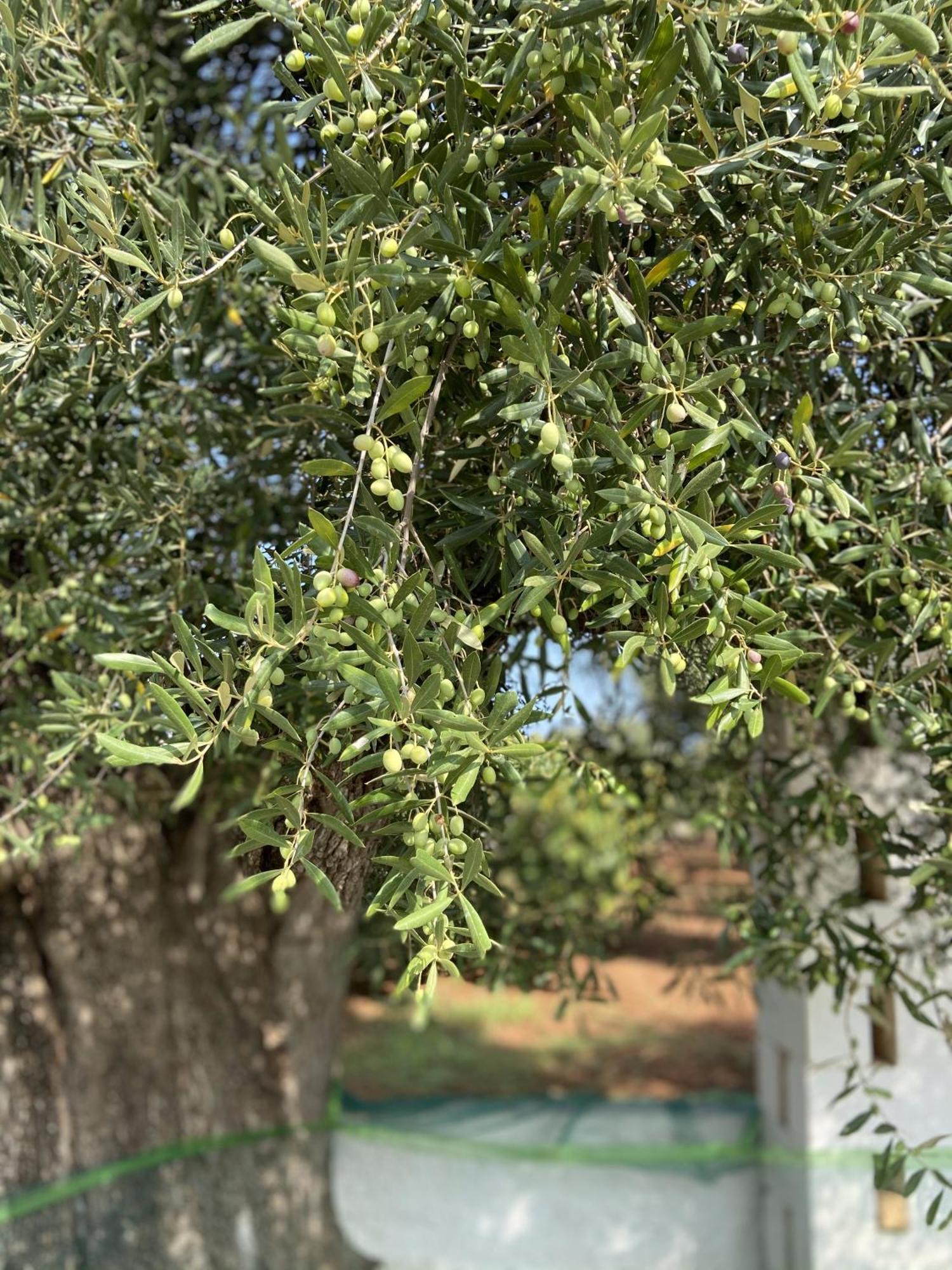Masseria Conca D'Oro Ostuni Bagian luar foto